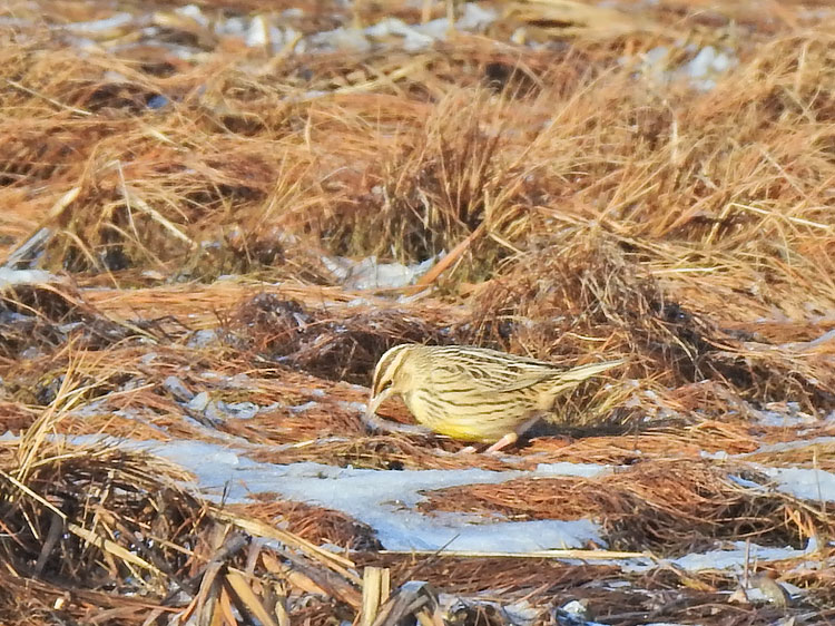 Eastern Meadowlark