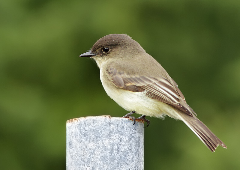 Eastern Phoebe