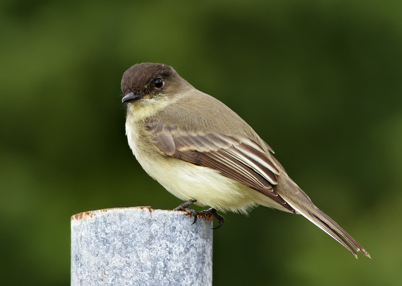Eastern Phoebe