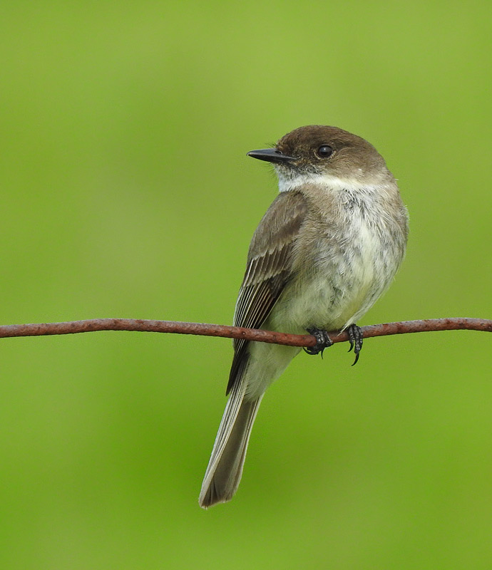 Eastern Phoebe