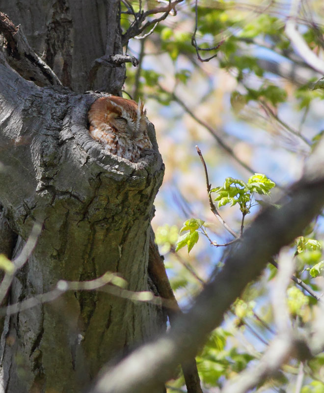 Eastern Screech Owl