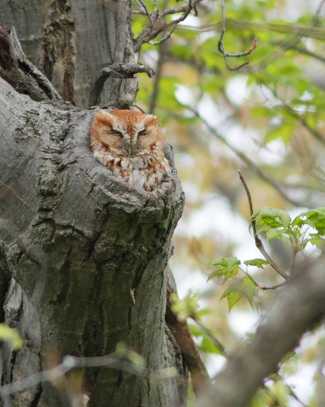 Eastern Screech Owl