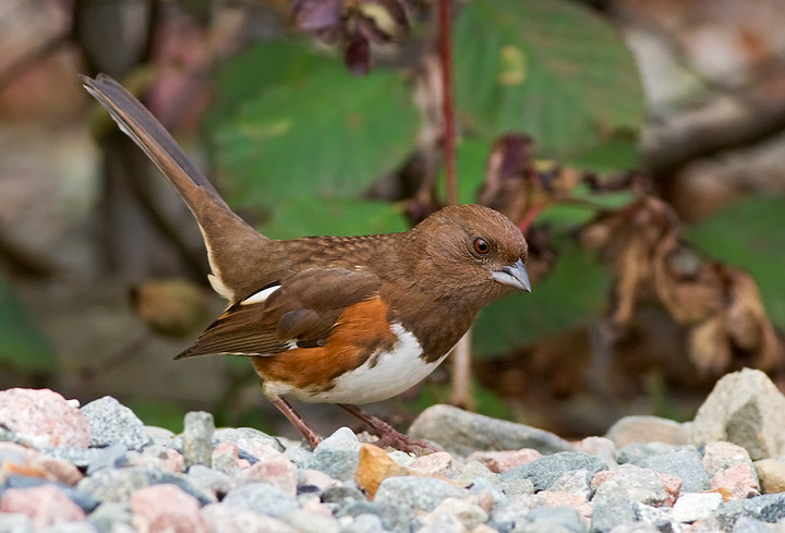 Eastern Towhee