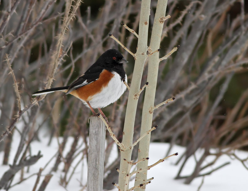 Eastern Towhee