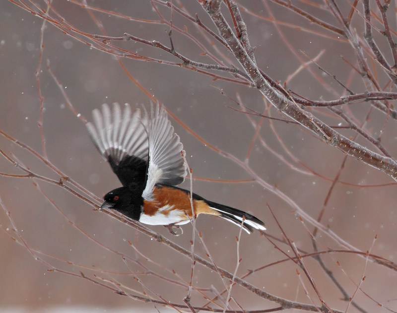 Eastern Towhee