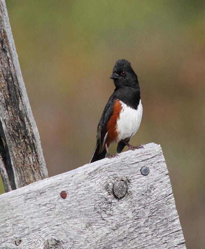 Eastern Towhee