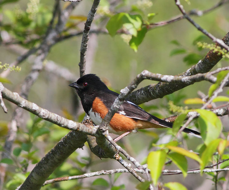 Eastern Towhee