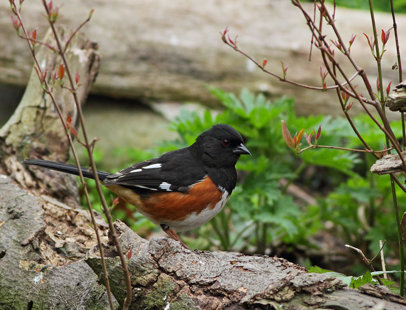 Eastern Towhee