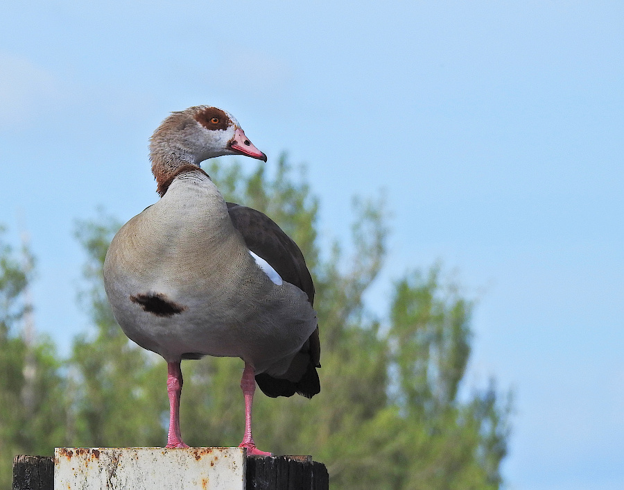 Egyptian Goose