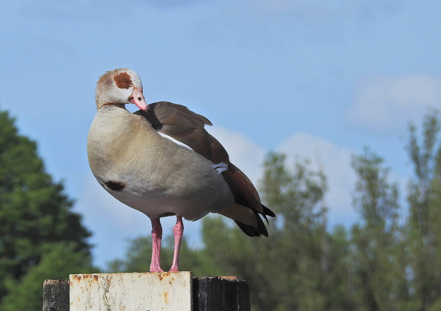Egyptian Goose