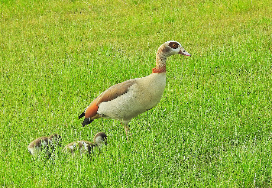Egyptian Goose