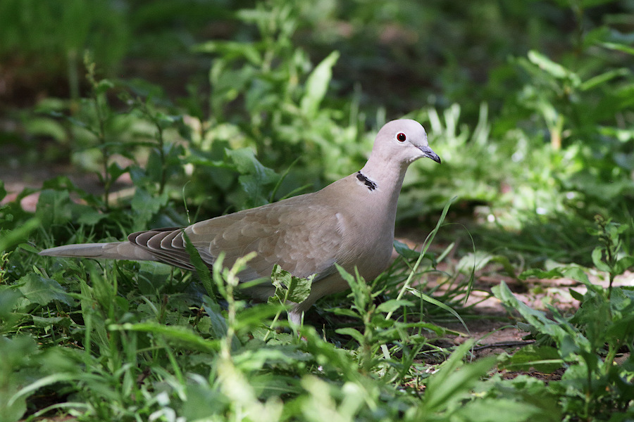 Eurasian Collared Dove