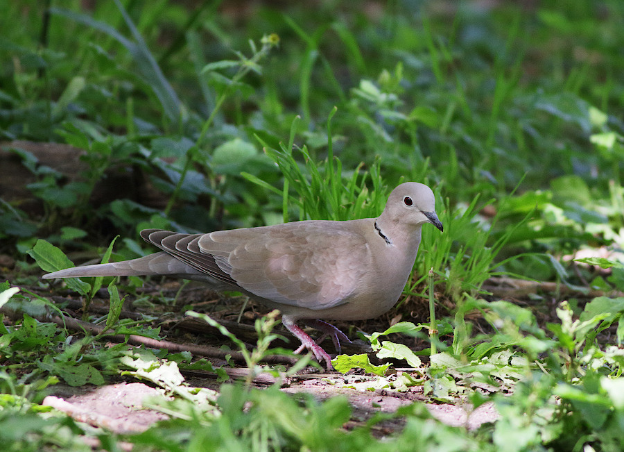 Eurasian Collared Dove