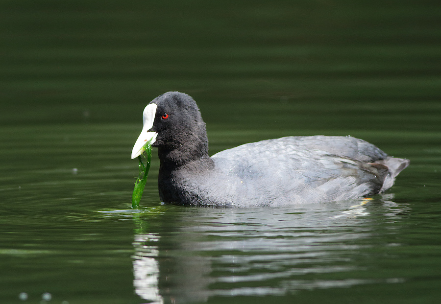 Eurasian Coot