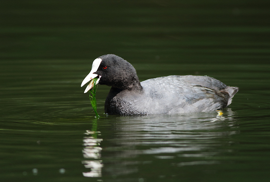 Eurasian Coot