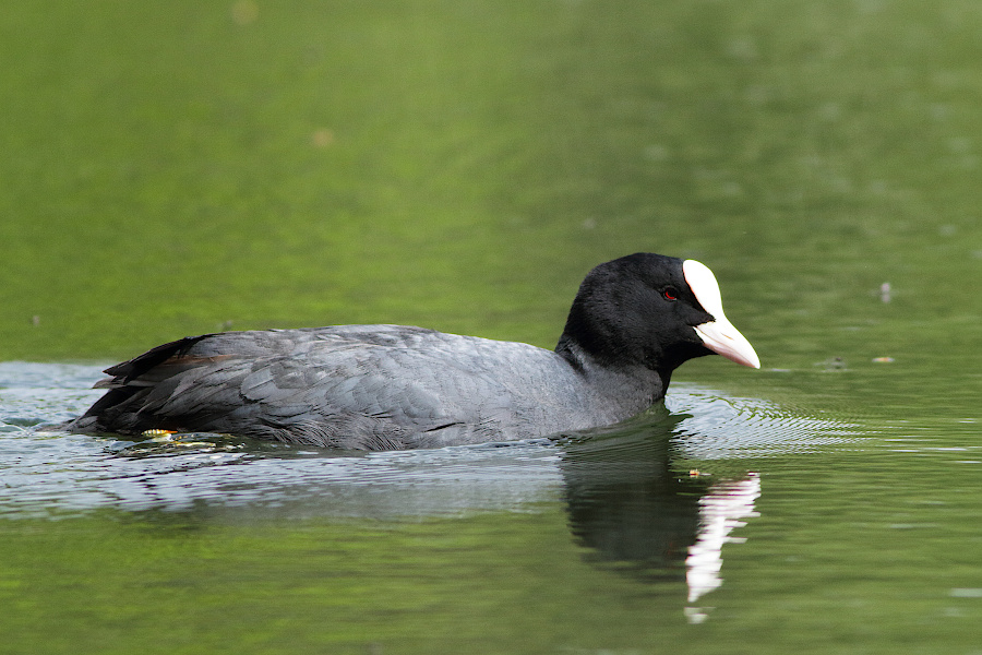 Eurasian Coot