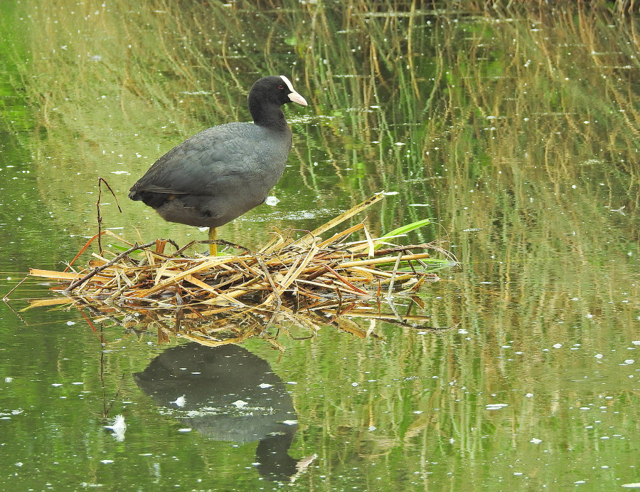 Eurasian Coot