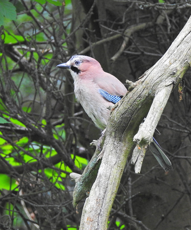 Eurasian Jay