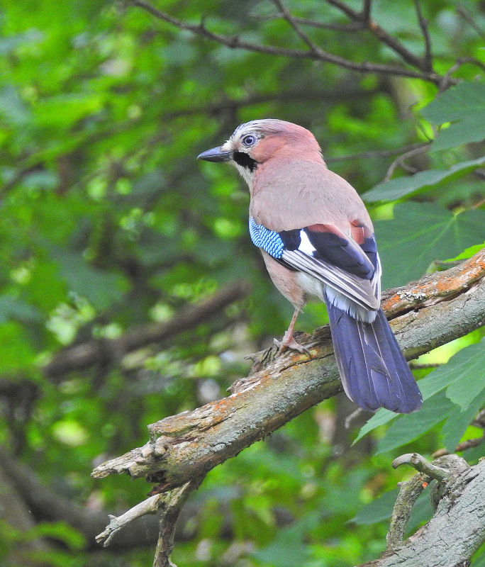 Eurasian Jay