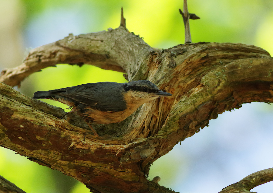 Eurasian Nuthatch