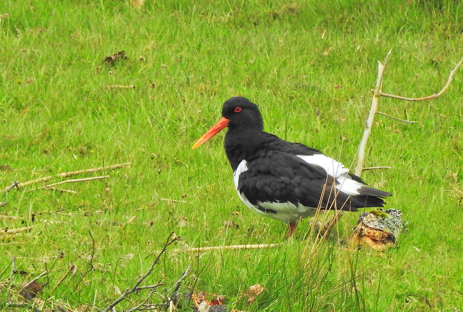 Eurasian Oystercathcher