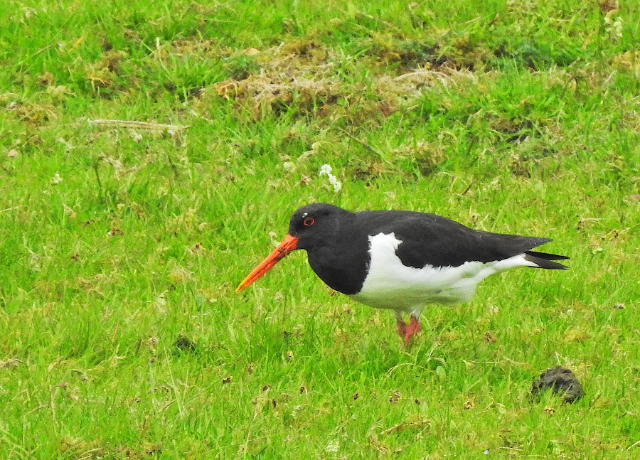 Eurasian Oystercatcher