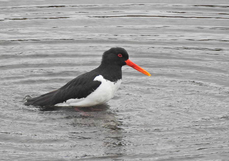 Eurasian Oystercatcher