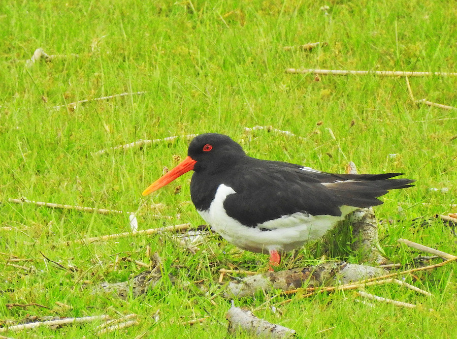 Eurasian Oystercatcher