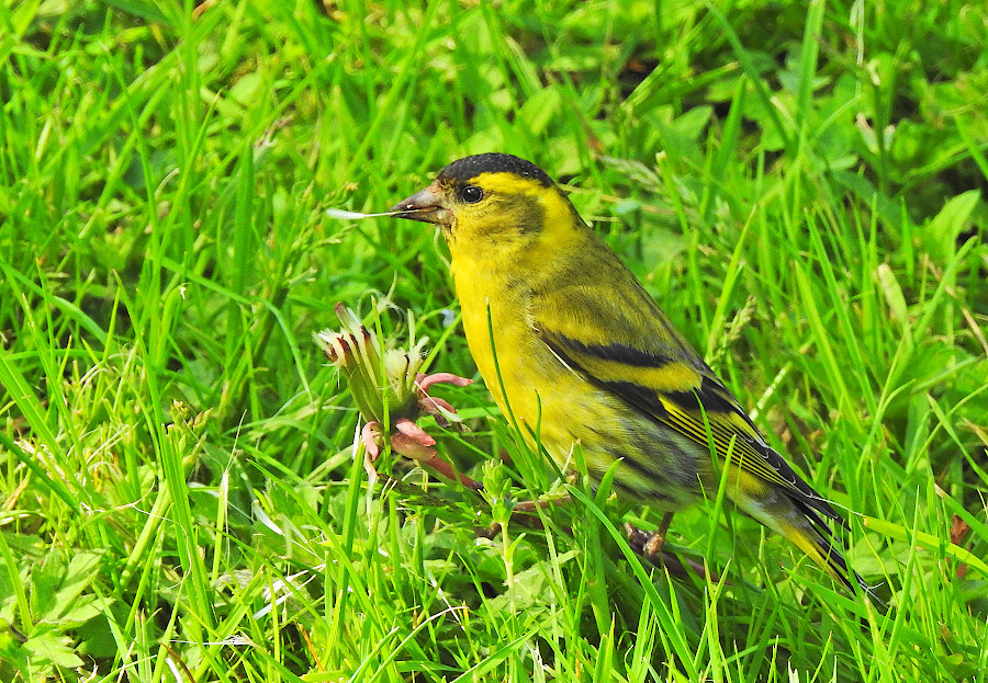 Eurasian Siskin