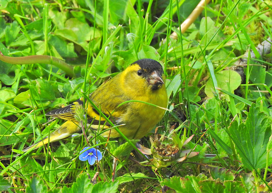 Eurasian Siskin
