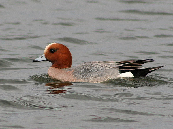 Eurasian Wigeon