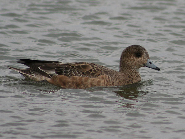 Eurasian Wigeon