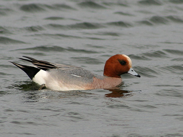 Eurasian Wigeon