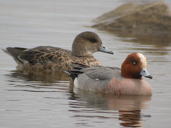Eurasian Wigeon