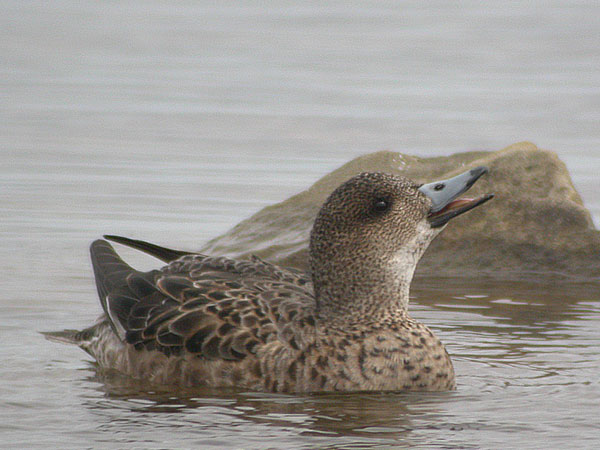 Eurasian Wigeon