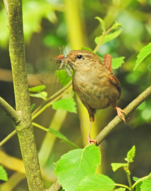 Eurasian Wren