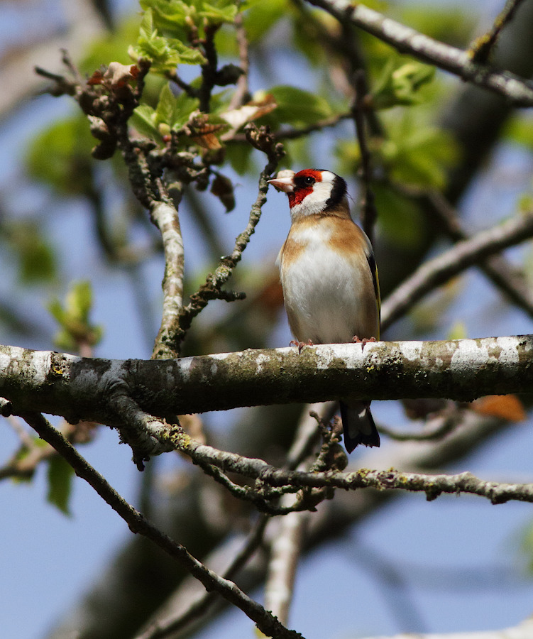 European Goldfinch