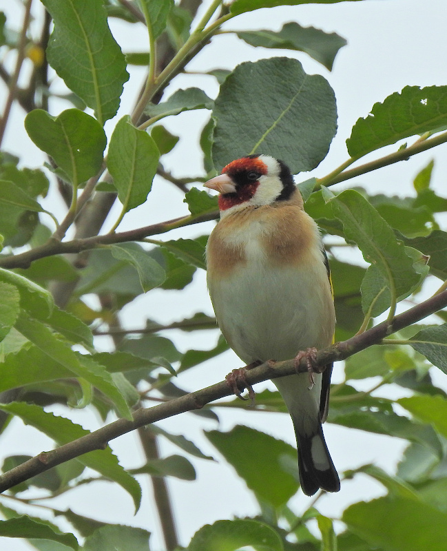 European Goldfinch
