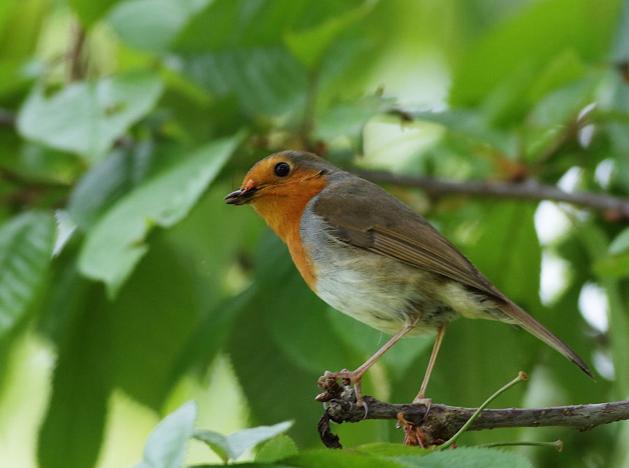 European Robin