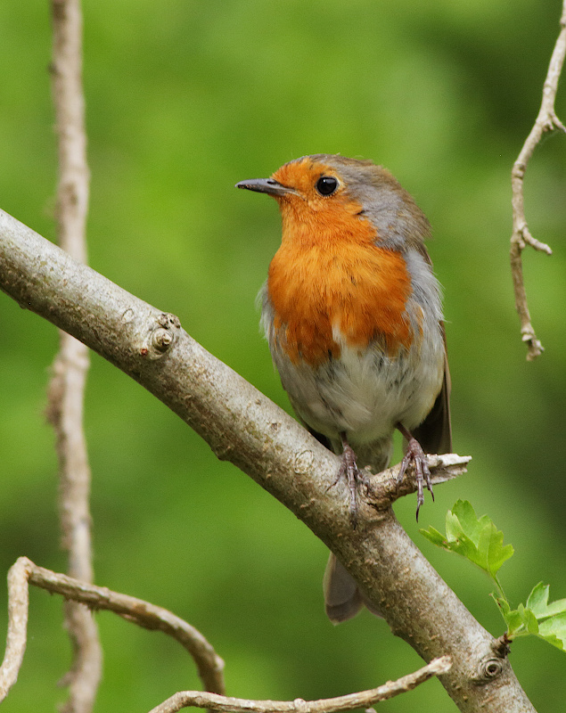 European Robin