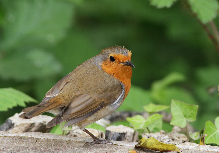 European Robin