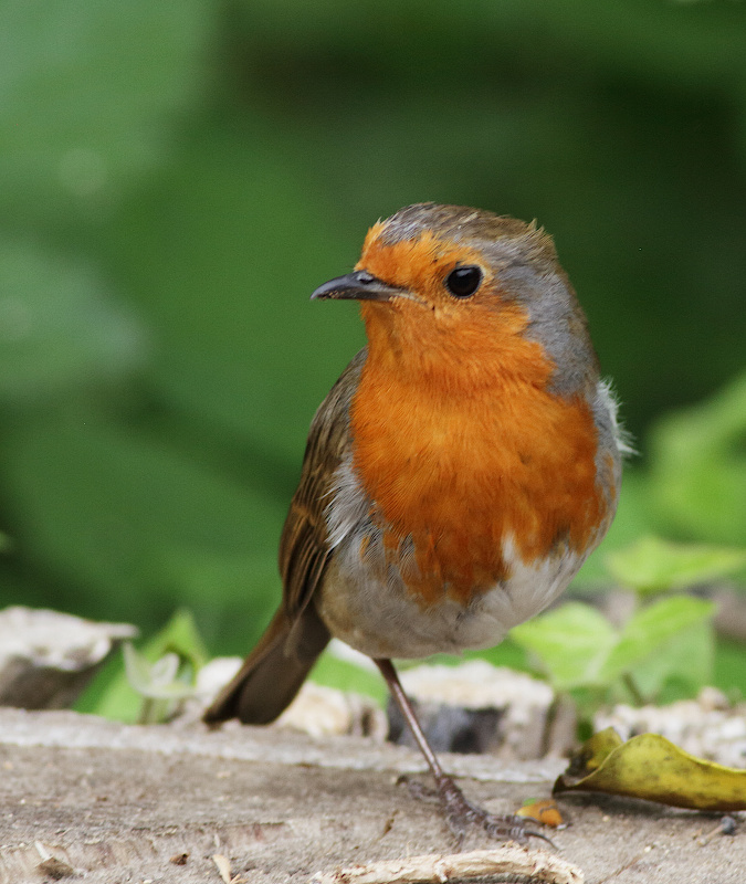 European Robin