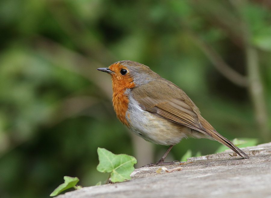 European Robin