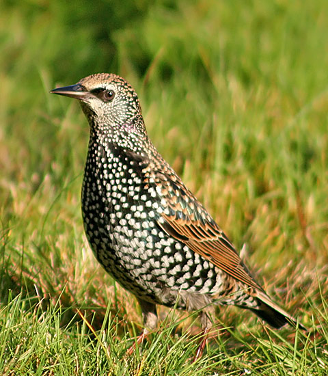 European Starling