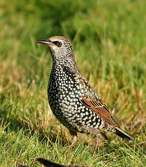 European Starling