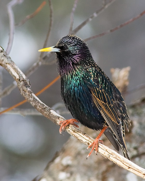 European Starling