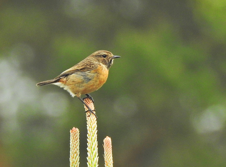 European Stonechat