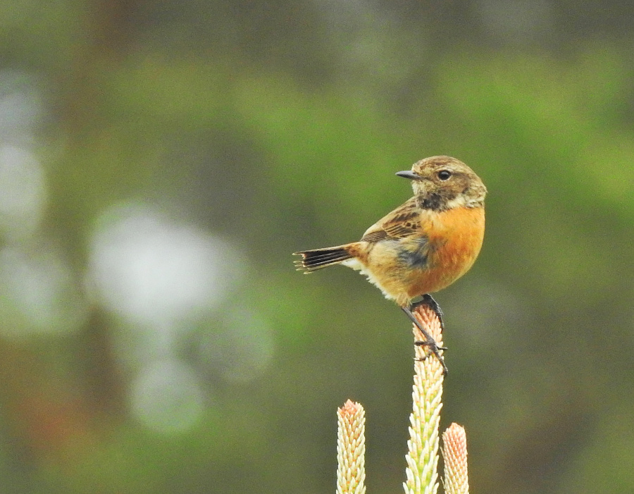 European Stonechat