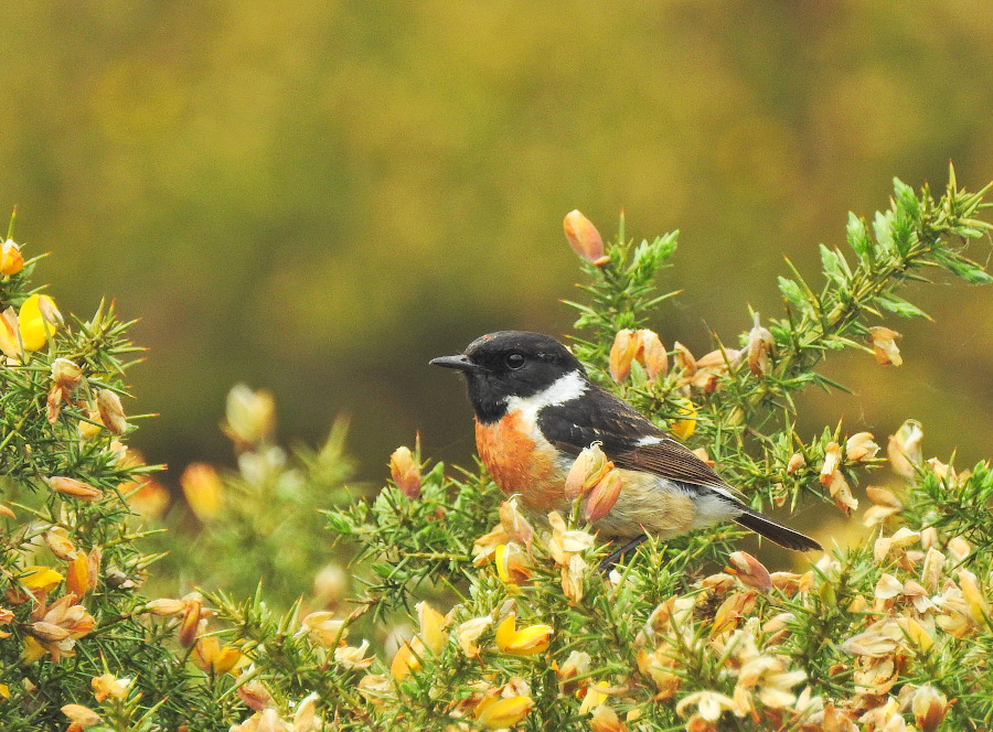 European Stonechat
