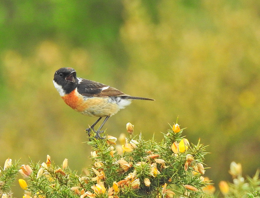 European Stonechat
